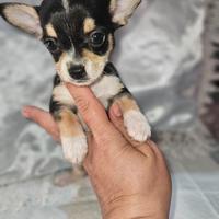 Chihuahua tricolore due mesi