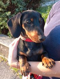 Bassotto cucciola Pedigree ENCI