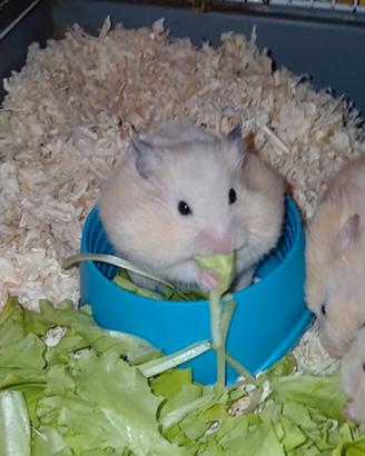 Cuccioli di criceto