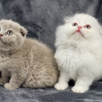 Due femmine di SCOTTISH fold