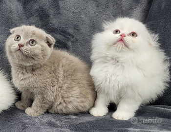 Due femmine di SCOTTISH fold