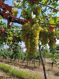 Erbaluce DOCG