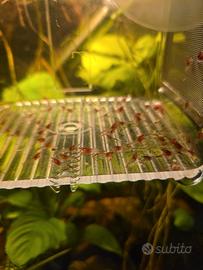 Gamberi caridine red rili 55 esemplari
