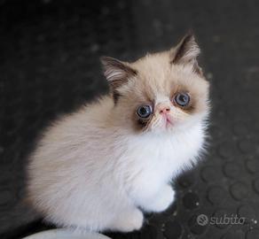 Exotic Shorthair