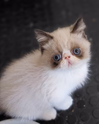 Exotic Shorthair