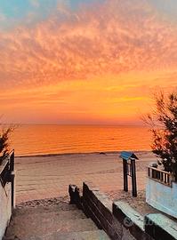 Stella di mare zona bagno Venere