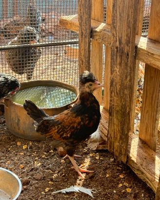Galline padovane