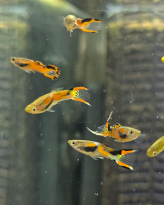 Guppy endler