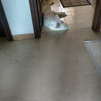 Do via coniglio si chiama bianca