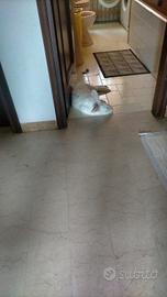 Do via coniglio si chiama bianca