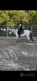 Pony appaloosa
