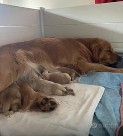 Cuccioli Golden retriver americano