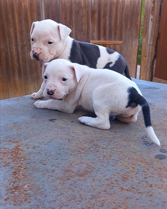 Pitbull