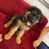 Ultimo maschietto con il pedigree