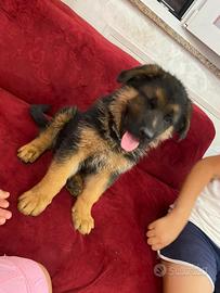 Ultimo maschietto con il pedigree