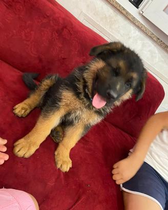 Ultimo maschietto con il pedigree