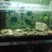 acquario