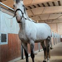 Cavallo Sella Italiano mezza fida o fida completa