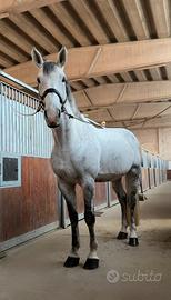 Cavallo Sella Italiano mezza fida o fida completa