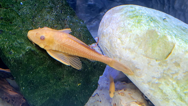 Plecostomus