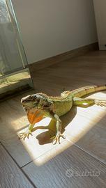 Iguana con teca