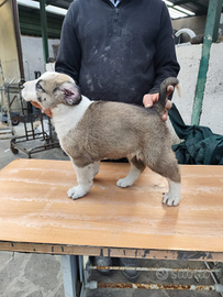 Cucciola di Asia Centrale