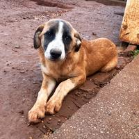 Cucciolo abbandonato come immondizia