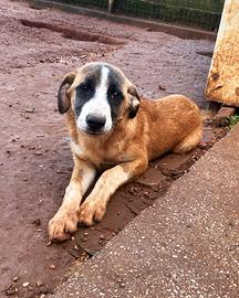 Cucciolo abbandonato come immondizia