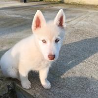 Siberian Husky bianco