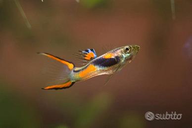 Pesci Endler acquario