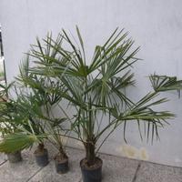 Palme, Ricino, Taxus. Agave