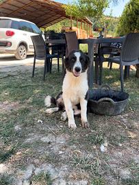 Cucciolo mix border colli