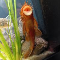 Pesci acquario Ancistrus Super Red