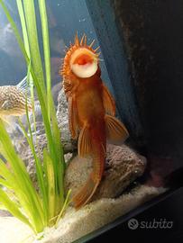 Pesci acquario Ancistrus Super Red