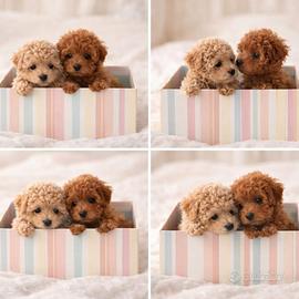 Barboncini mini toy red e albicocca disponibili