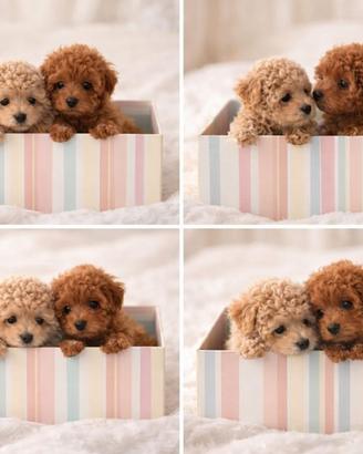 Barboncini mini toy red e albicocca disponibili