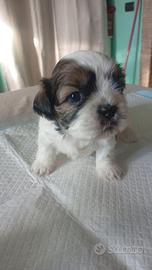 Cucciolo di Shih tzu