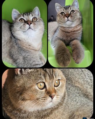 British Shorthair adulta femmina da riproduzione