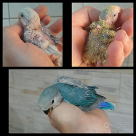 Pulli di inseparabili blu da imbecco