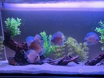 Discus