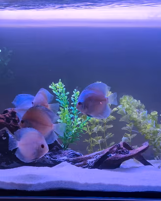 Discus