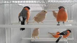 Ciuffolotta femmina bruno pastello xl