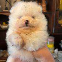 Spitz Pomerania