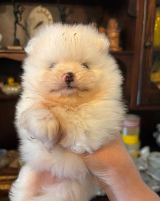 Spitz Pomerania