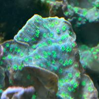 Coralli sps Echinophyllia facile gestione