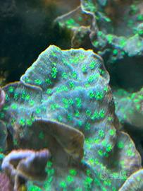 Coralli sps Echinophyllia facile gestione