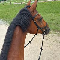 Cavallo da salto