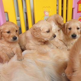 Cuccioli di golden retriever M e F