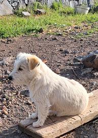 Jack pedigree coppia