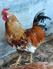 Gallo